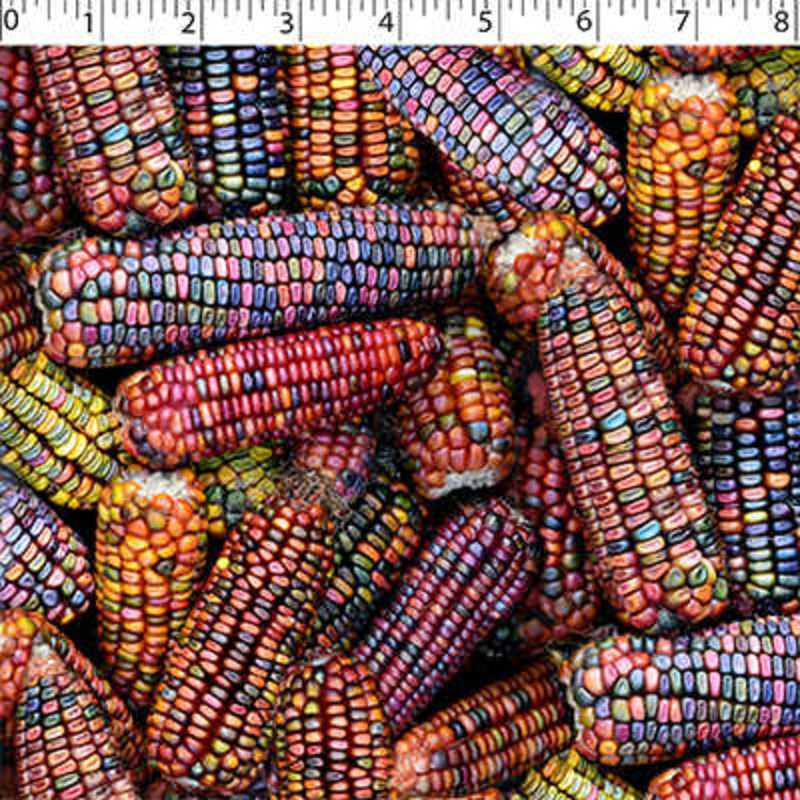 NATURE’S CREATIONS – ORNAMENTAL CORN 006 MULTI