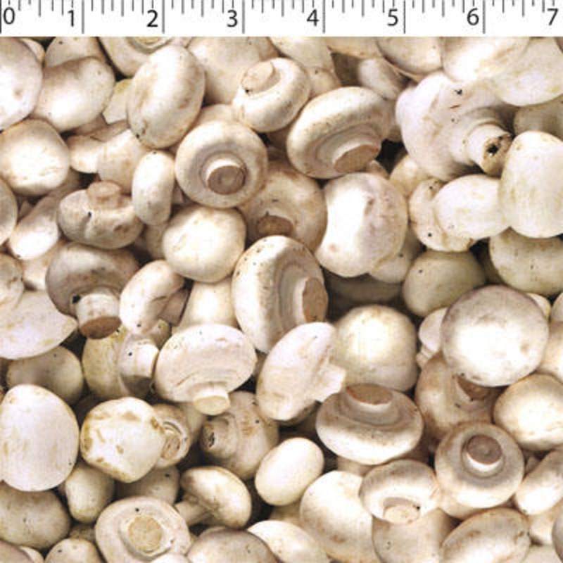 VEGETABLE GARDEN – MUSHROOMS 011 MUSHROOMS