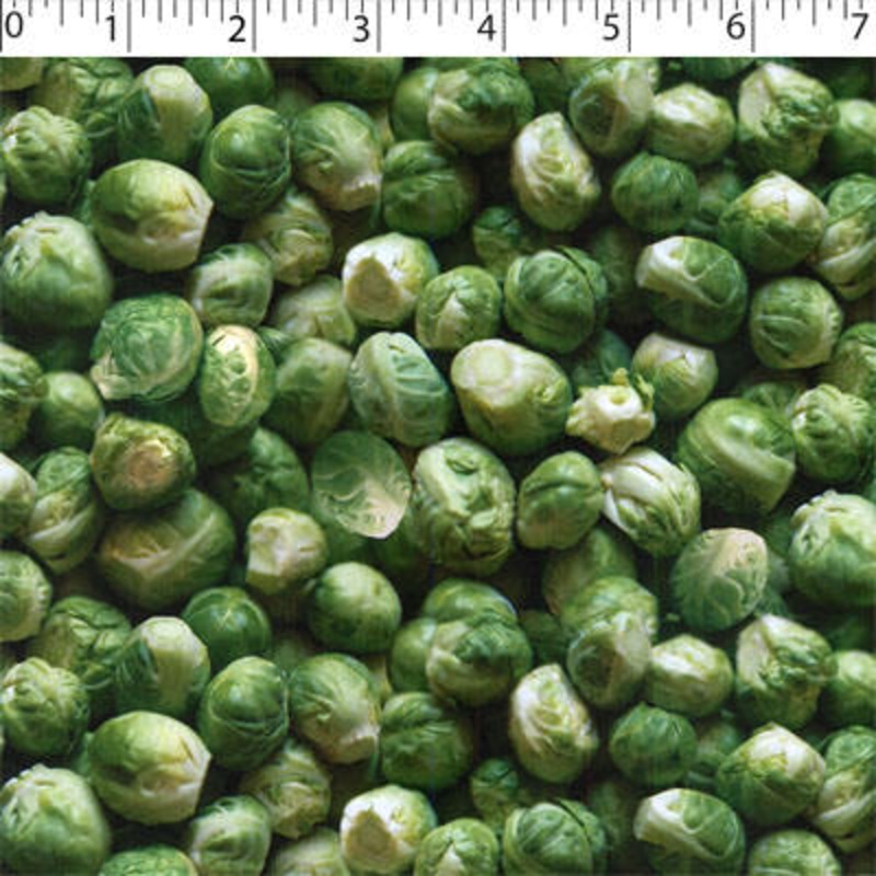 VEGETABLE GARDEN – BRUSSEL SPROUTS 009 BRUSSEL SPROUTS