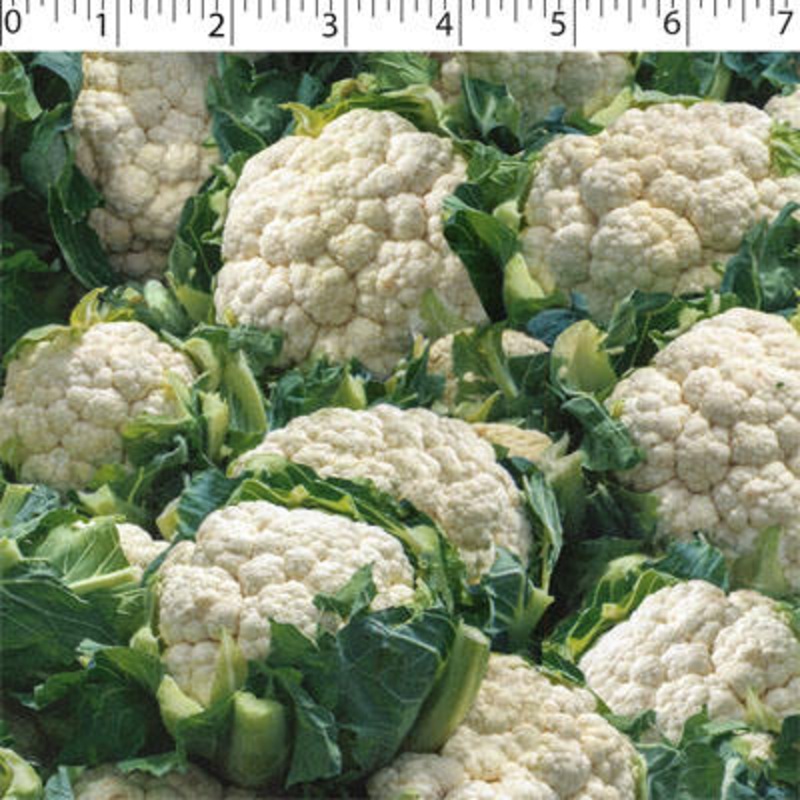 VEGETABLE GARDEN – CAULIFLOWER 008 CAULIFLOWER